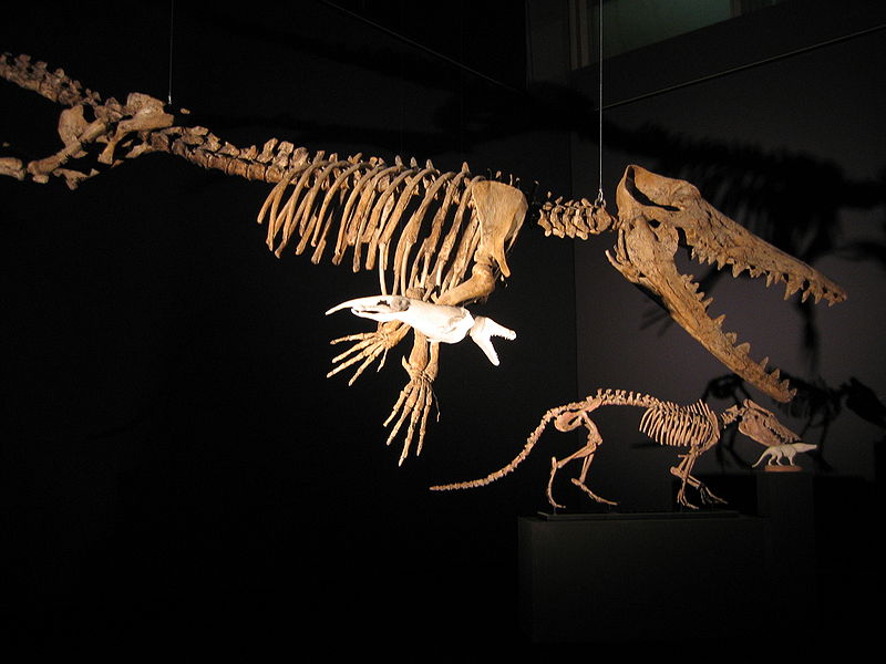 The Skeleton of an Ambulocetus