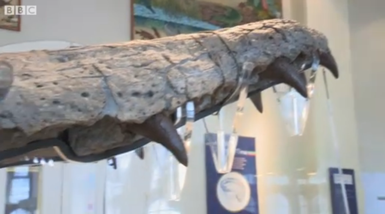 The Jaws of a Pliosaur