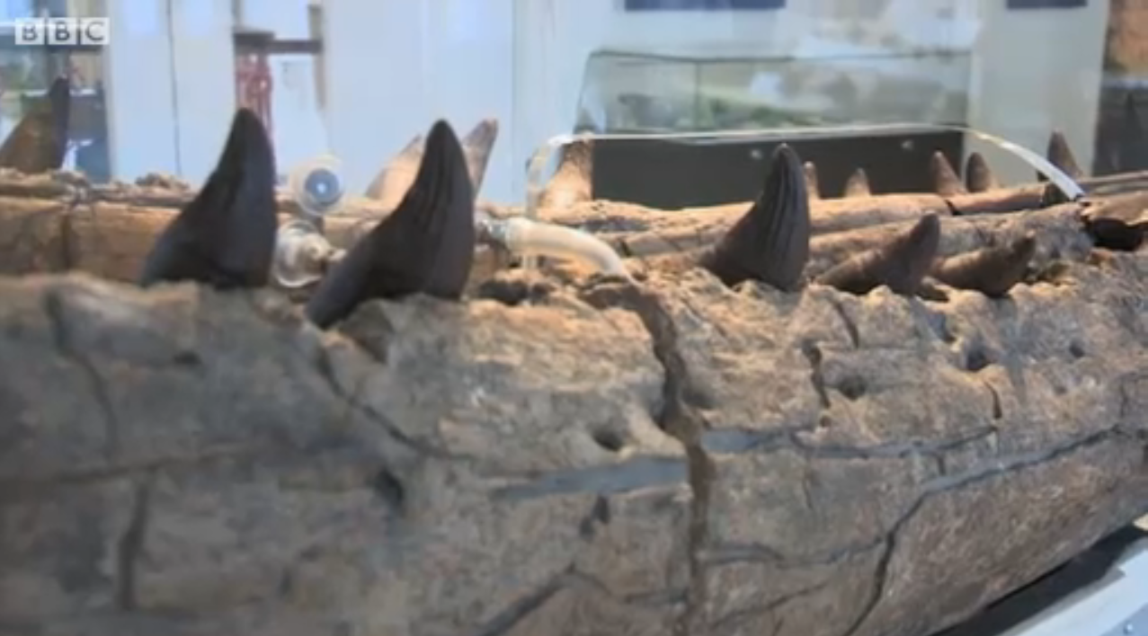 Pliosaur Teeth