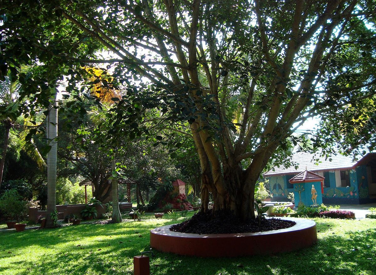 garden in Narasingha Chaitanya Mattha