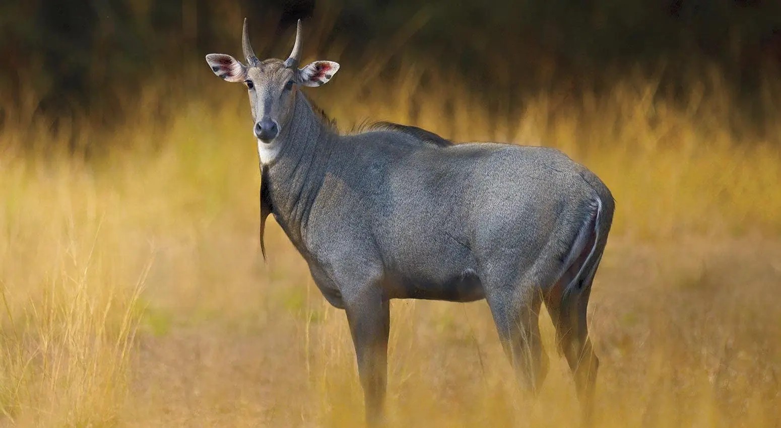 Nilgai (blue cow)