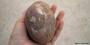 A Dinosaur Egg Found in Gujerat