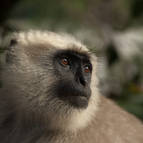 Langur Monkey