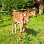 Dharma- Our New Baby Bull - Photo 