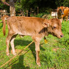 Dharma- Our New Baby Bull - Photo 